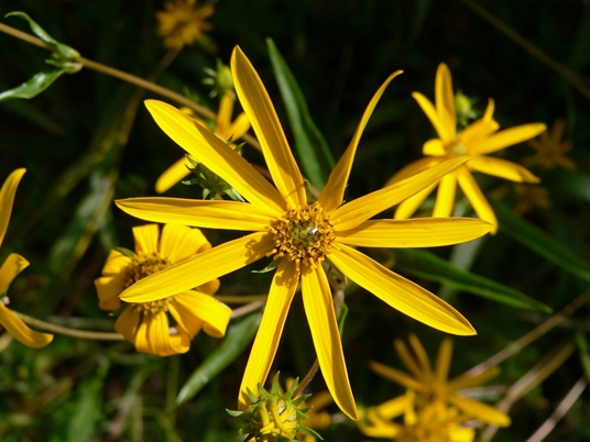 {Helianthus longifolius}